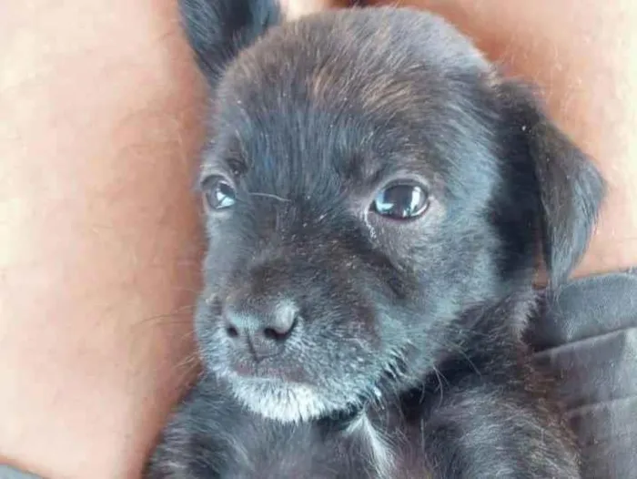 Cachorro ra a SDR idade Abaixo de 2 meses nome MILA