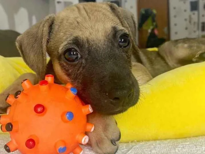 Cachorro ra a SRD idade Abaixo de 2 meses nome Bob