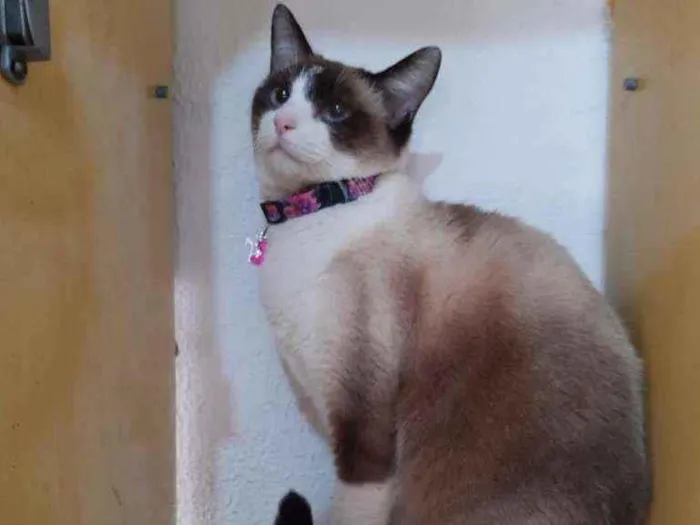 Gato raça SRD  idade 2 anos nome Jessie 