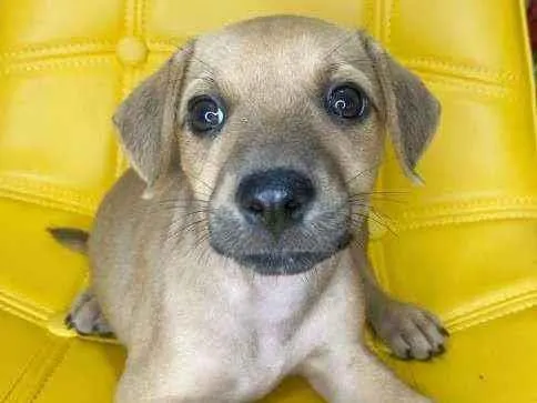Cachorro ra a SRD idade Abaixo de 2 meses nome Lia