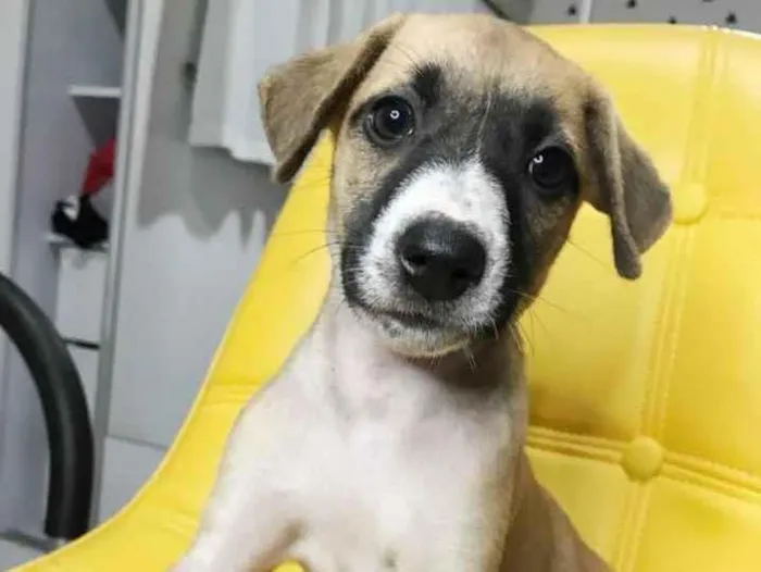 Cachorro ra a SRD idade Abaixo de 2 meses nome Bia