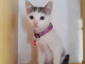 Gato raça SRD  idade Abaixo de 2 meses nome Babi 