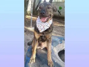 Cachorro raça Srd idade 4 anos nome ZUCK