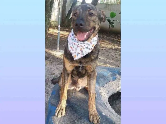 Cachorro ra a Srd idade 4 anos nome ZUCK