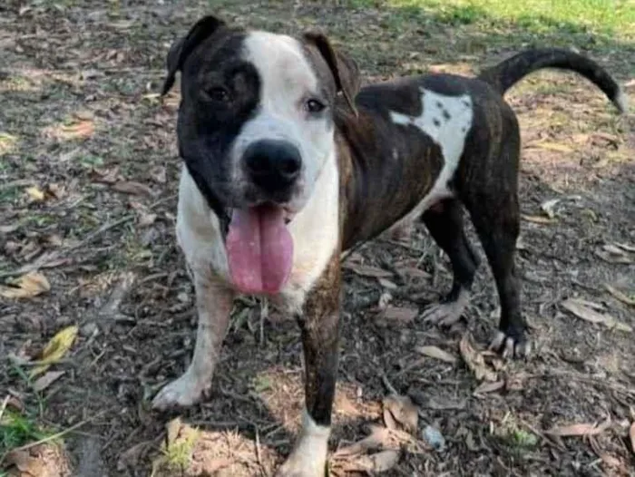 Cachorro ra a Pitbull idade 2 anos nome Bolt