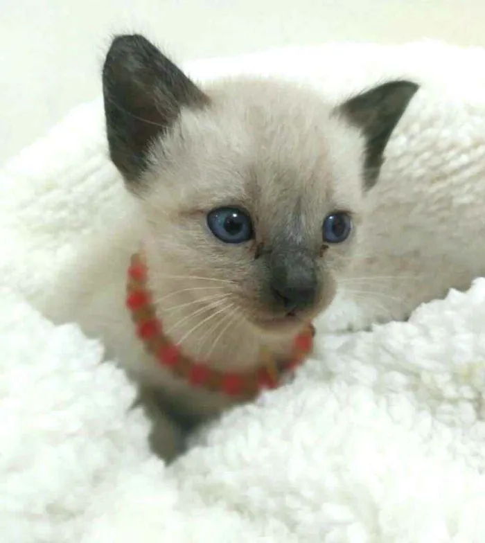 Gato raça  idade Abaixo de 2 meses nome Filhotes Monique 