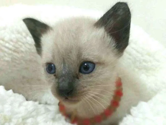 Gato raça  idade Abaixo de 2 meses nome Filhotes Monique 