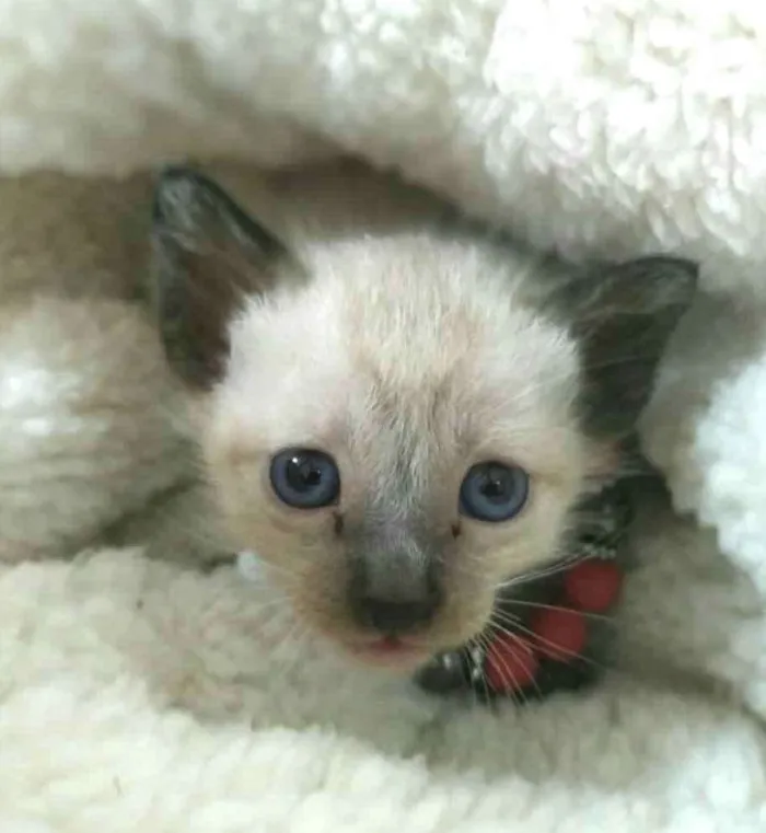 Gato raça  idade Abaixo de 2 meses nome Filhotes Monique 