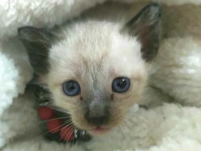 Gato raça  idade Abaixo de 2 meses nome Filhotes Monique 