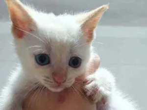 Gato raça Rnd idade Abaixo de 2 meses nome Sem nome
