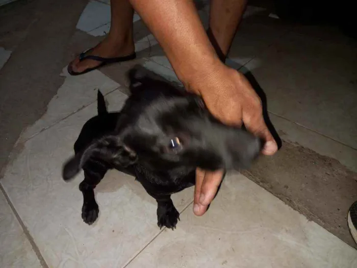 Cachorro ra a SRD idade 2 a 6 meses nome Sem nome 