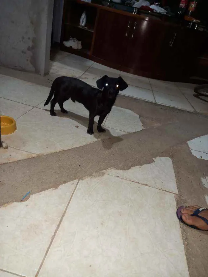 Cachorro ra a SRD idade 2 a 6 meses nome Sem nome 