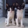 Gatinhos filhotes 