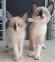 Gatinhos filhotes 