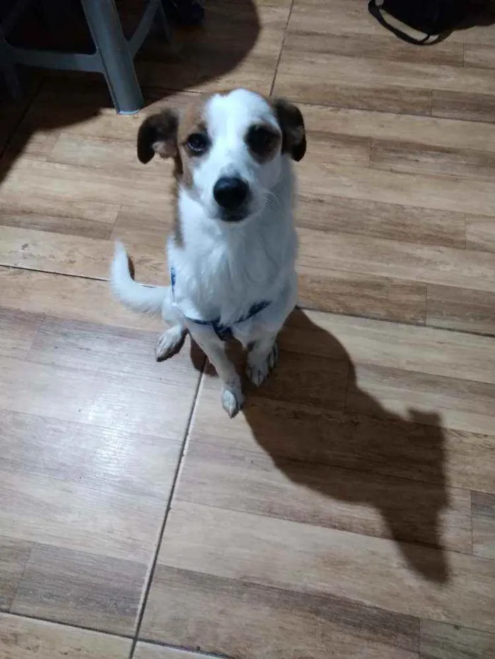 Cachorro raça Vira lata  idade 2 anos nome Anaís 