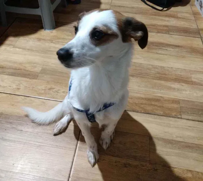 Cachorro raça Vira lata  idade 2 anos nome Anaís 