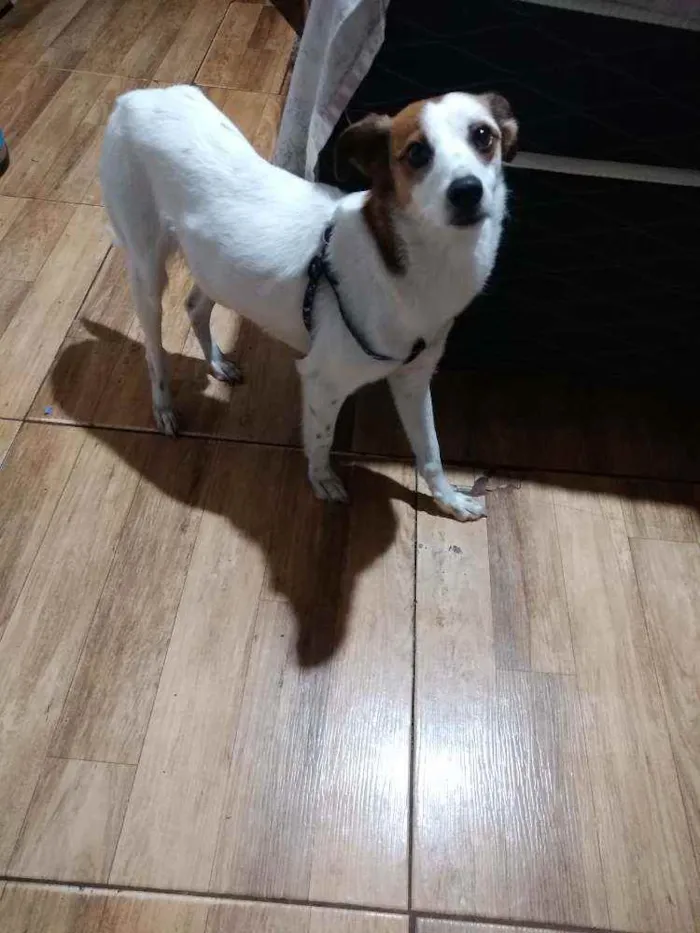 Cachorro raça Vira lata  idade 2 anos nome Anaís 