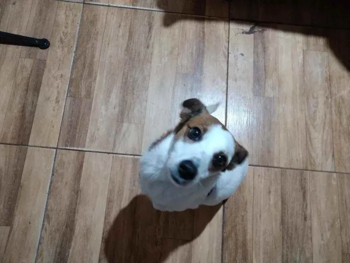 Cachorro raça Vira lata  idade 2 anos nome Anaís 