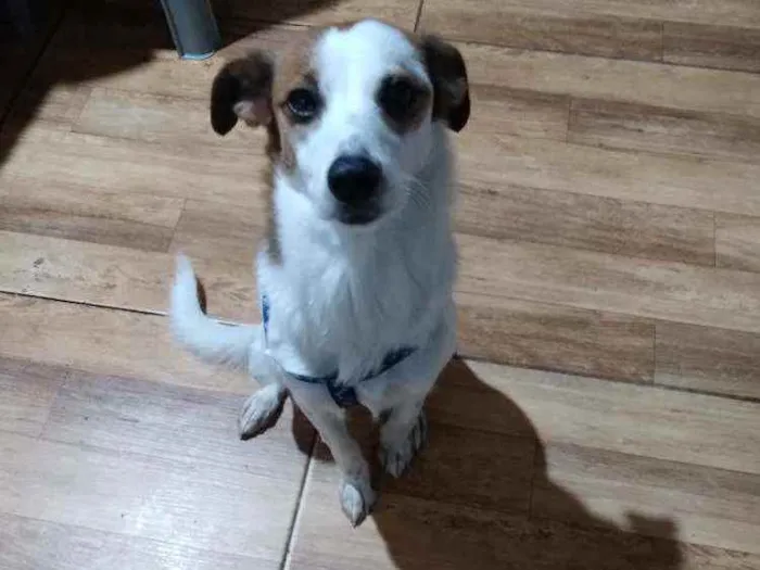 Cachorro raça Vira lata  idade 2 anos nome Anaís 