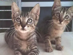 Gato raça SRD idade Abaixo de 2 meses nome Gatinhos filhotes  a