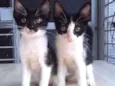 Gatinhos filhotes 