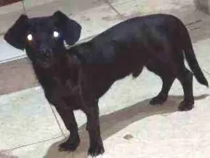 Cachorro raça SRD idade 2 a 6 meses nome Sem nome 