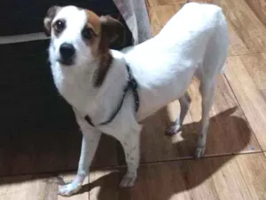 Cachorro raça Vira lata  idade 2 anos nome Anaís 