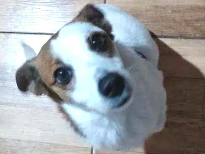 Cachorro raça Vira lata  idade 2 anos nome Anaís 