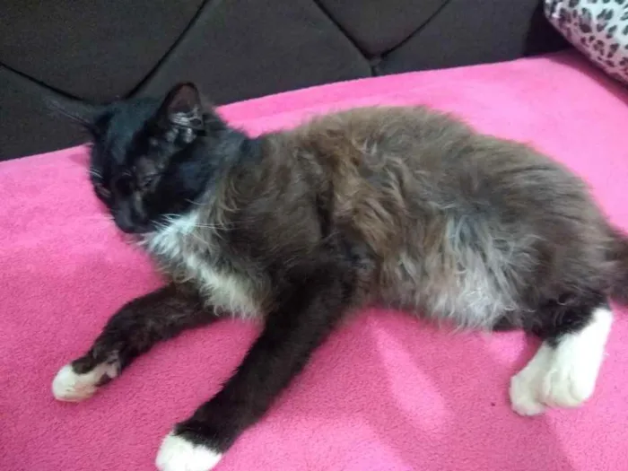 Gato ra a  idade 2 anos nome Não sei 