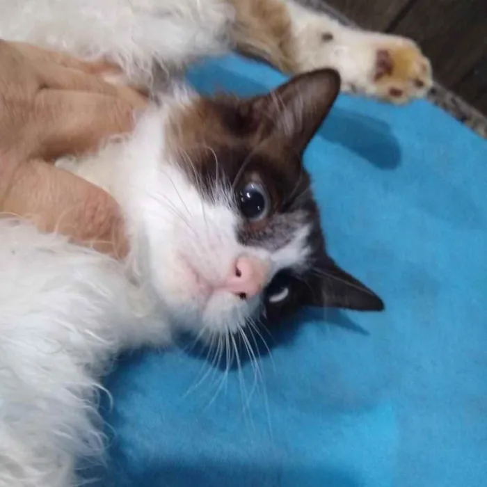 Gato ra a  idade 2 anos nome Não sei 