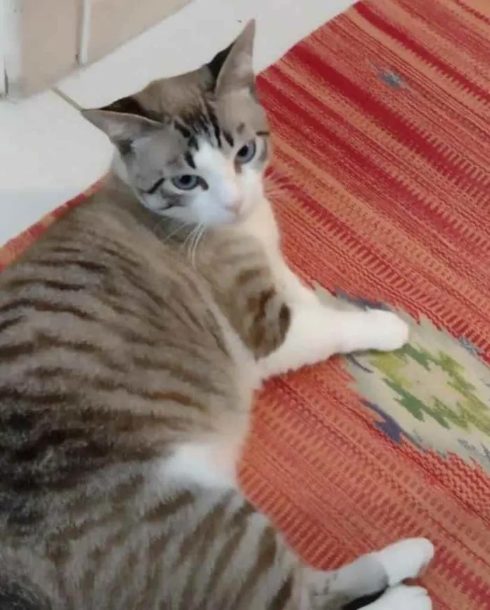 Gato ra a  idade 2 anos nome Não sei 