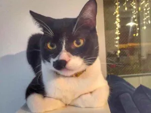 Gato raça  idade 2 anos nome Nao sei 