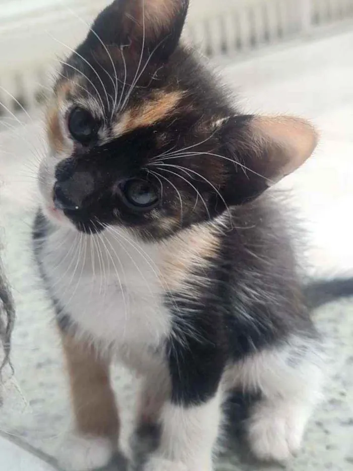 Gato ra a SRD idade Abaixo de 2 meses nome Tracy