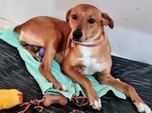 Cachorro raça  idade 2 anos nome Mafalena 