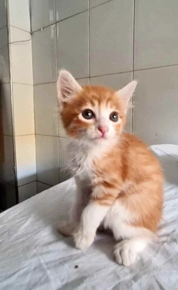 Gato ra a SRD idade Abaixo de 2 meses nome Airon