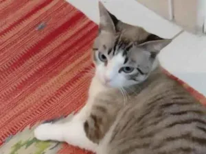 Gato raça  idade 2 anos nome Não sei 