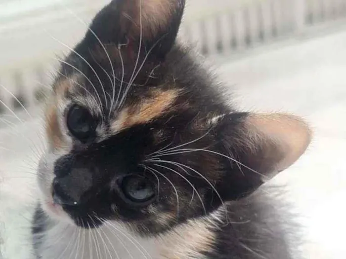 Gato ra a SRD idade Abaixo de 2 meses nome Tracy