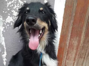 Cachorro raça  idade 1 ano nome Malcon 