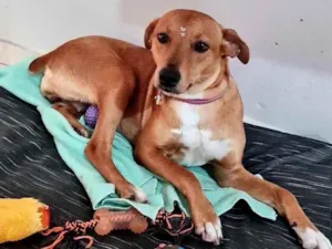 Cachorro raça  idade 2 anos nome Madalena 