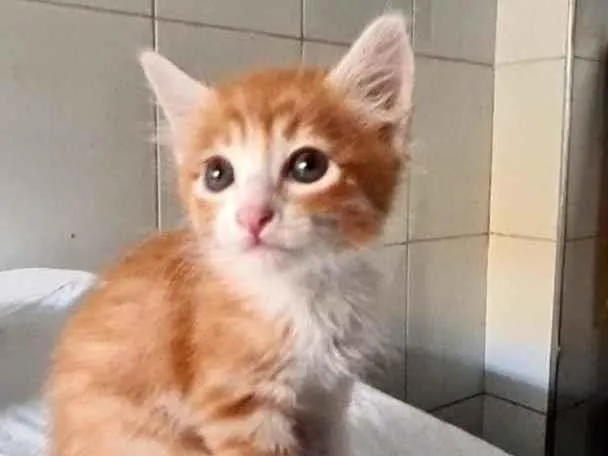 Gato ra a SRD idade Abaixo de 2 meses nome Airon