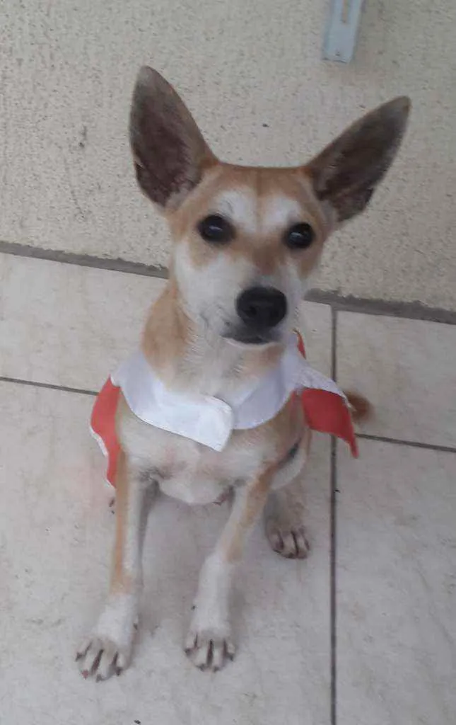 Cachorro ra a SRD idade 7 a 11 meses nome Kia