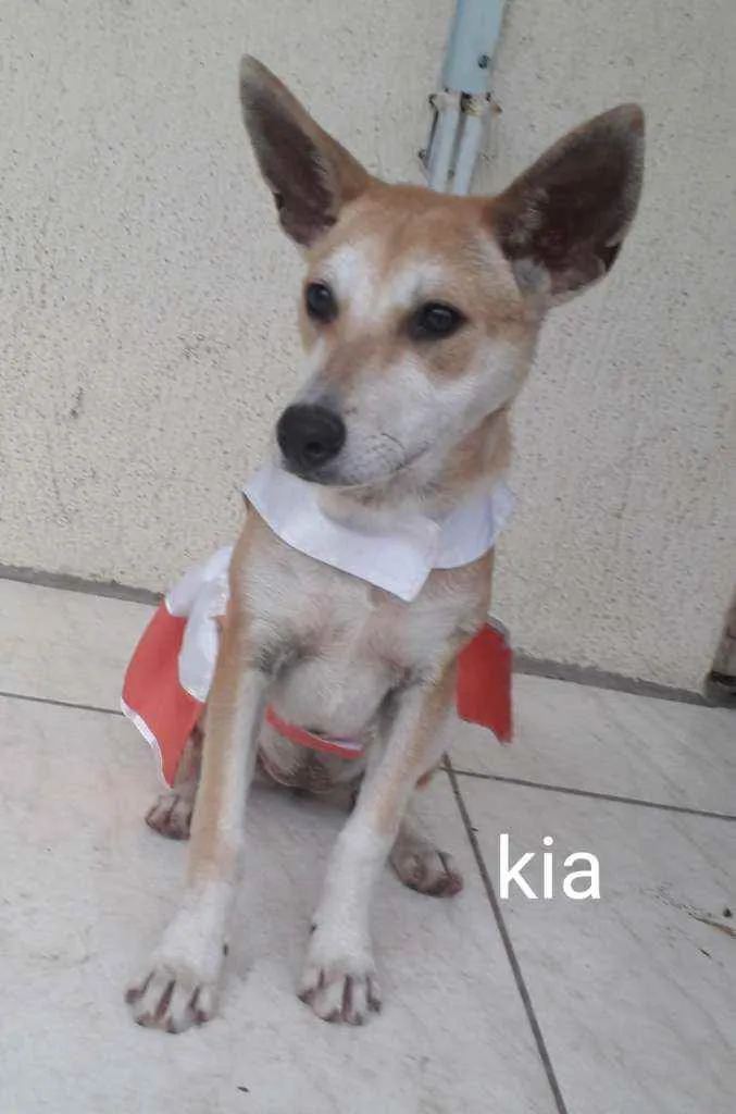 Cachorro ra a SRD idade 7 a 11 meses nome Kia