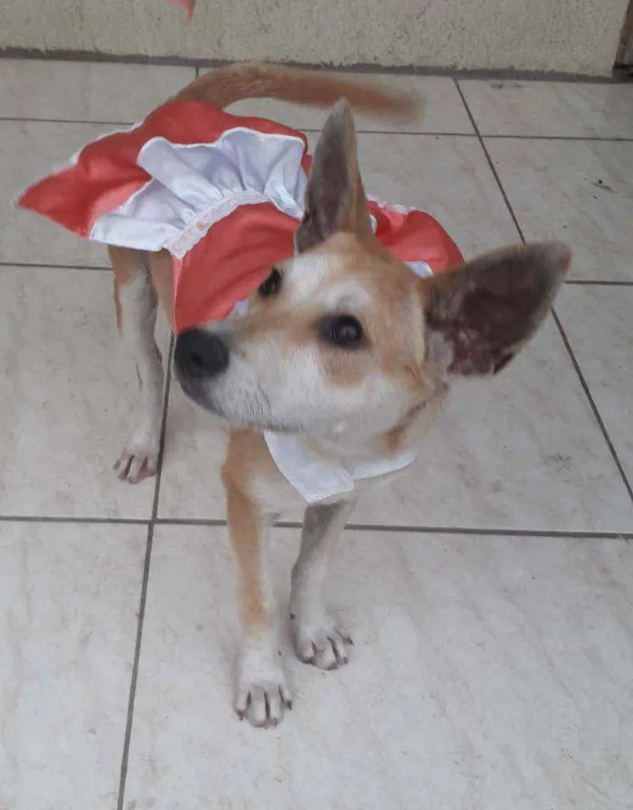 Cachorro ra a SRD idade 7 a 11 meses nome Kia