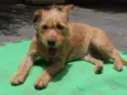 Cachorro raça Srd idade 2 anos nome Princesa