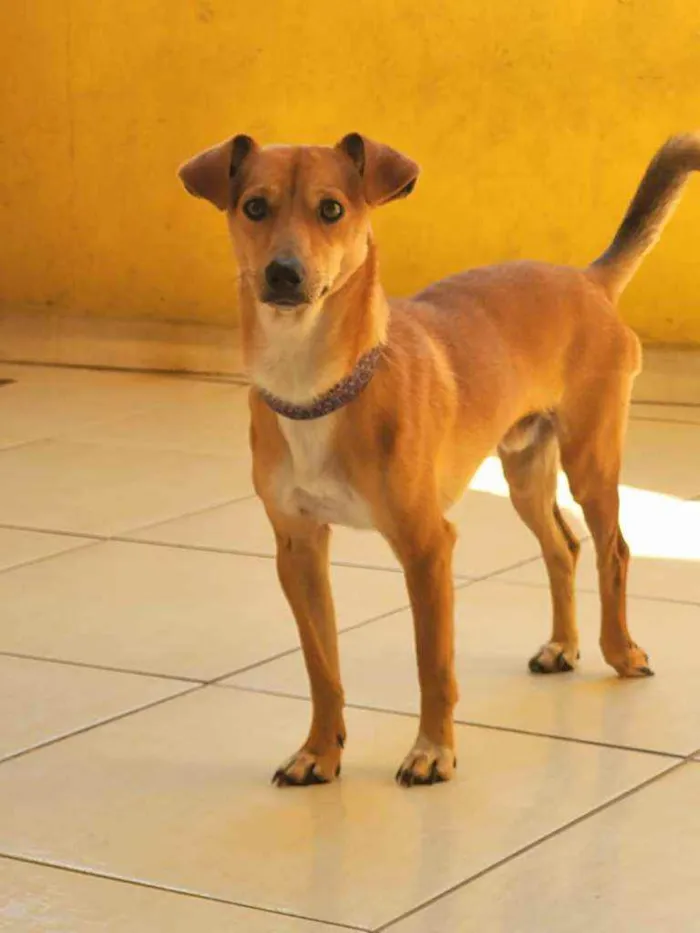 Cachorro ra a SRD idade 1 ano nome Caramelo