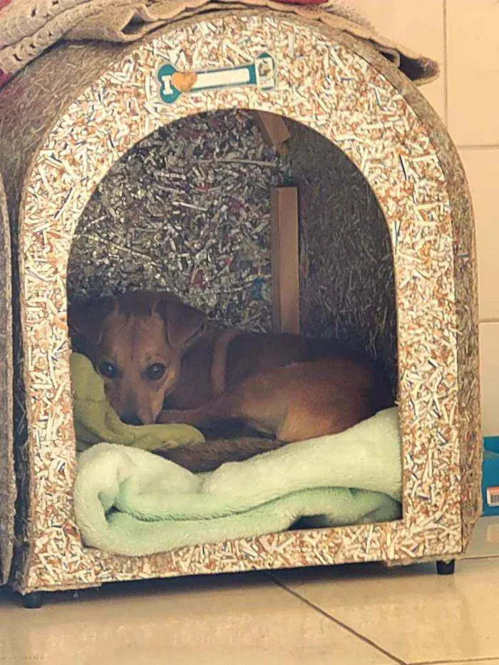 Cachorro ra a SRD idade 1 ano nome Caramelo