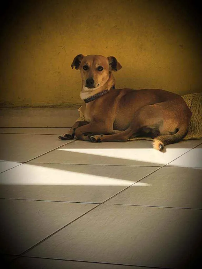 Cachorro ra a SRD idade 1 ano nome Caramelo
