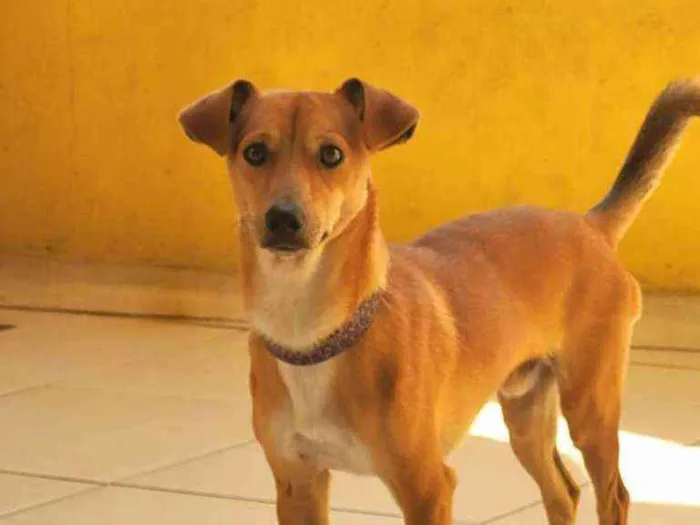 Cachorro ra a SRD idade 1 ano nome Caramelo