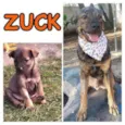 ZUCK