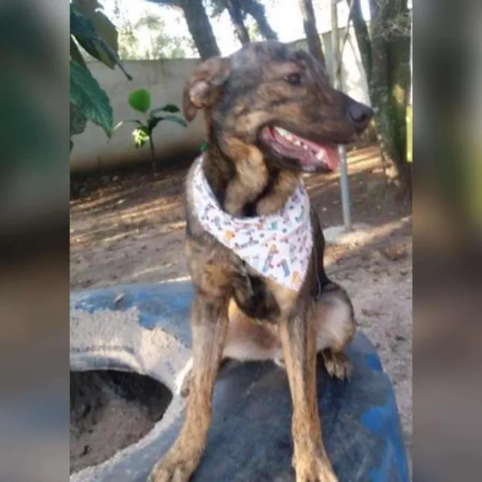Cachorro ra a Srd idade 4 anos nome ZUCK